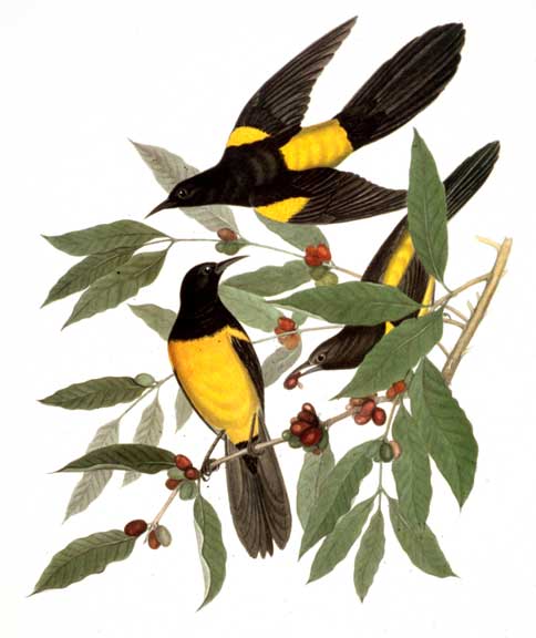 Birds of the Pacific Slope, 156 bird portraits by Andrew Jackson Grayson